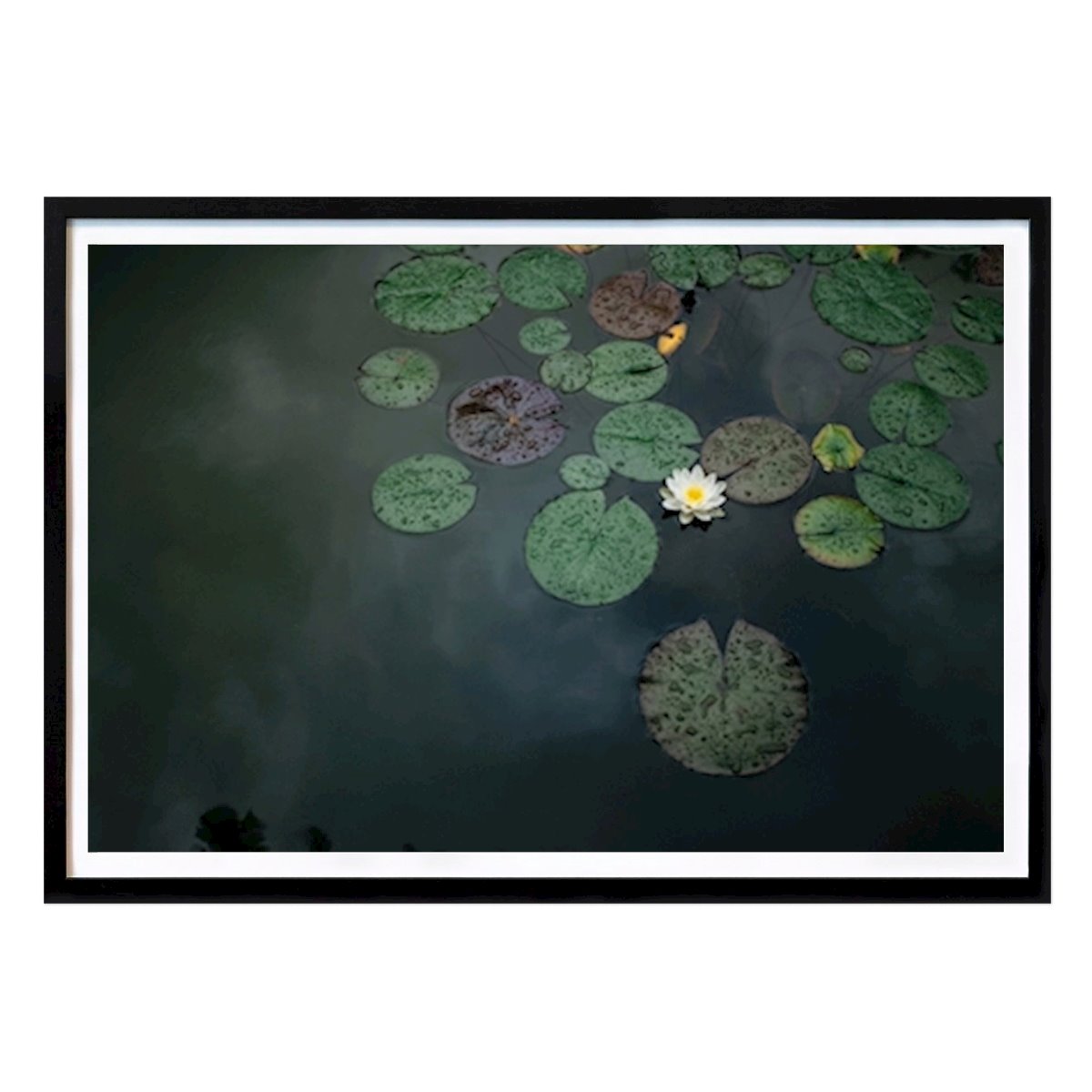 Botanical Poster: White Water Lily by Charlotta Lingwall