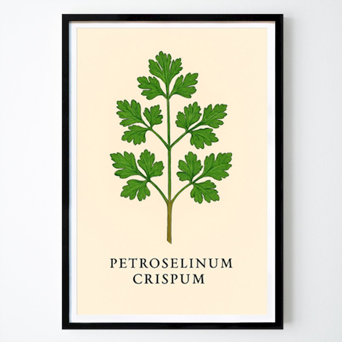 Botanical Poster: Botanical Illustration of Parsley (Petroselinum Crispum) by Jonas Alehed Skärberg
