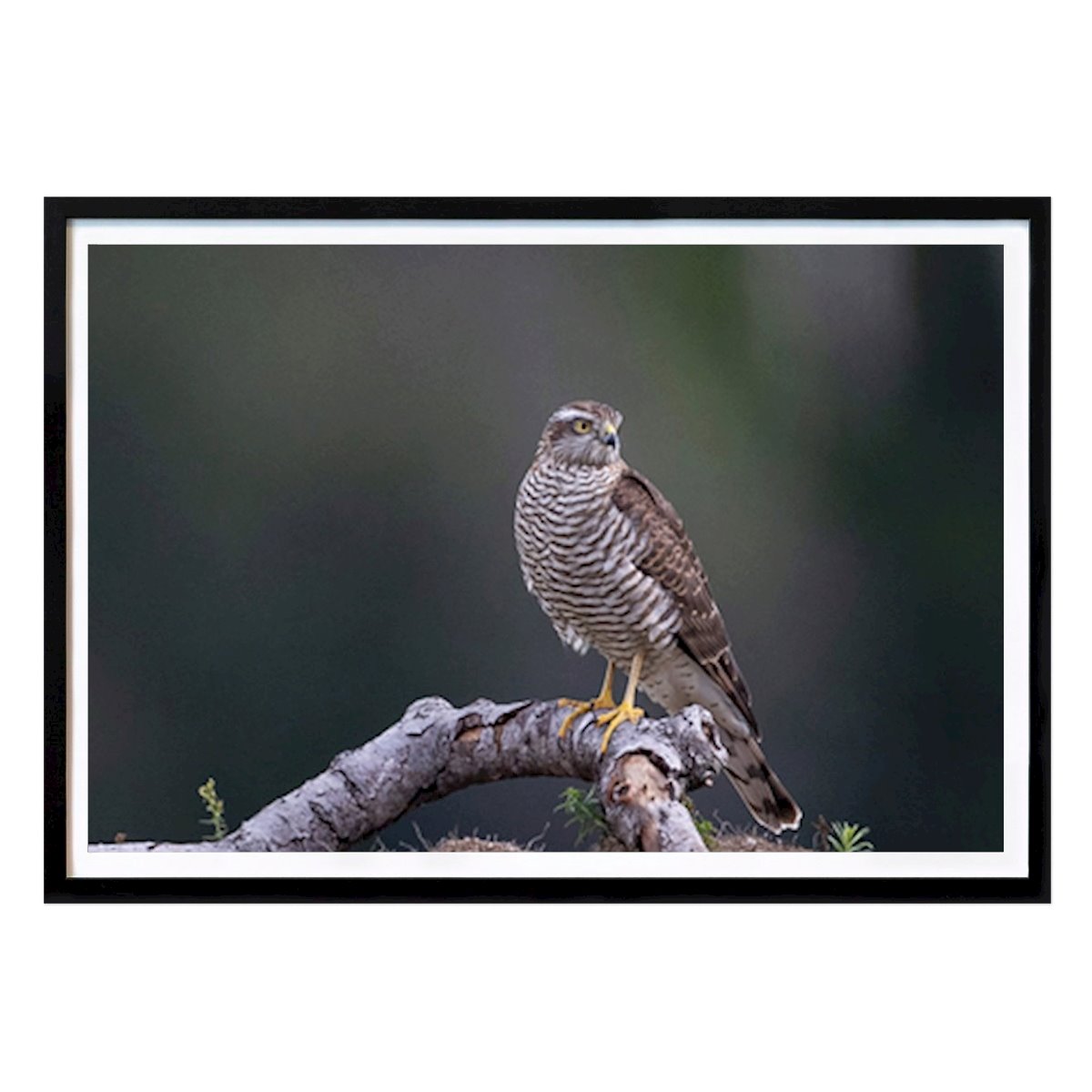 Animal Póster: Halcón de Gorrión de Peter Ström