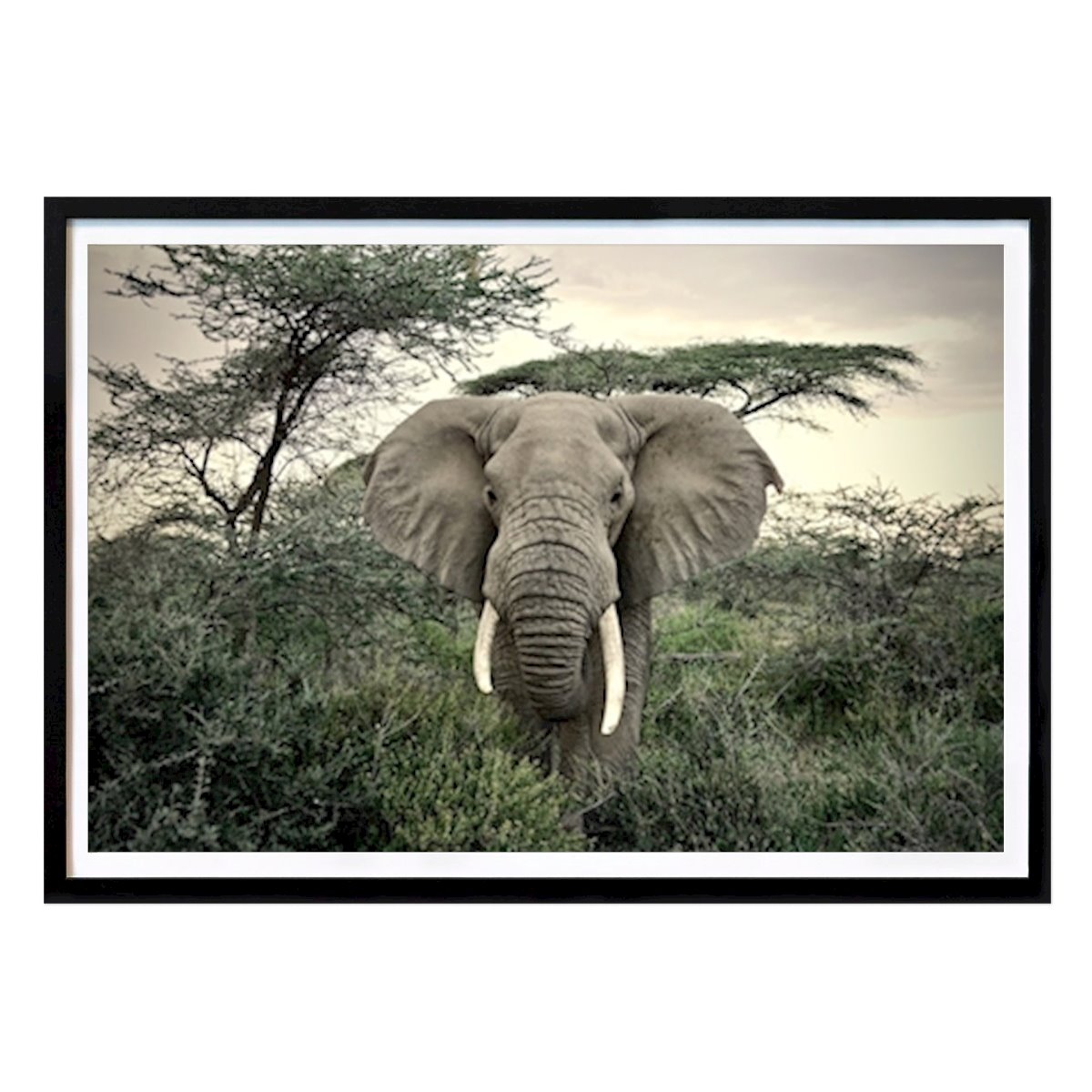 Zwierzę Plakat: Słonie autorstwa Katarina Andersson