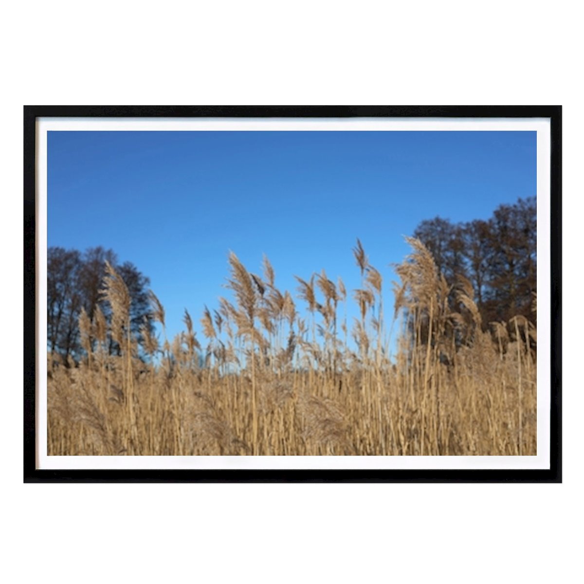 Blumen & Pflanzen Poster: Goldene Schilfrohre unter klarem blauen Himmel von Emma Young