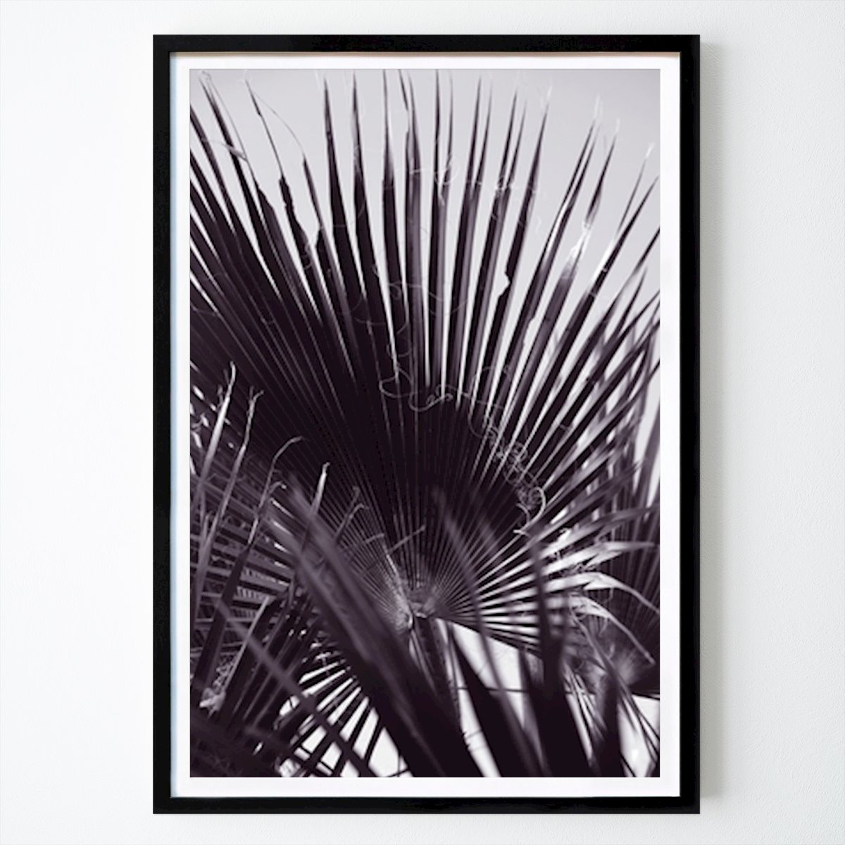 Black & White Poster: Monochrome Palm Fan by Shot by Clint