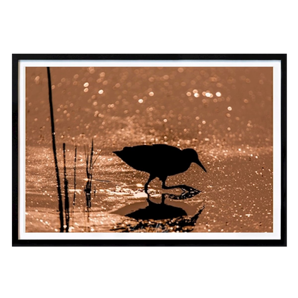 Animal Affiche: Rail d’eau dans la lumière du matin par Sasha Motekalemi