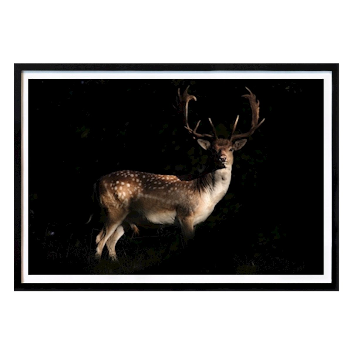 Animals Poster: A Fallow Deer in sunset by Thord Johansson