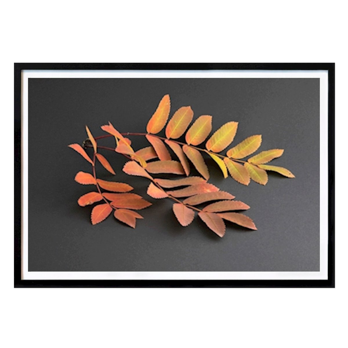 Nature Poster: Autumn by Kjell Slåtten