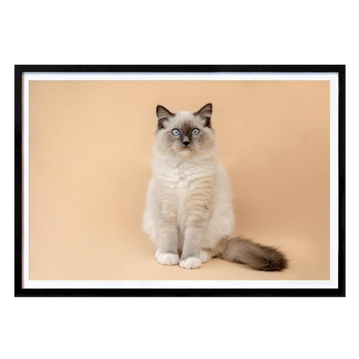 Tier Poster: Süßeste Ragdoll Kitty aller Zeiten von Kevin vandenberghe