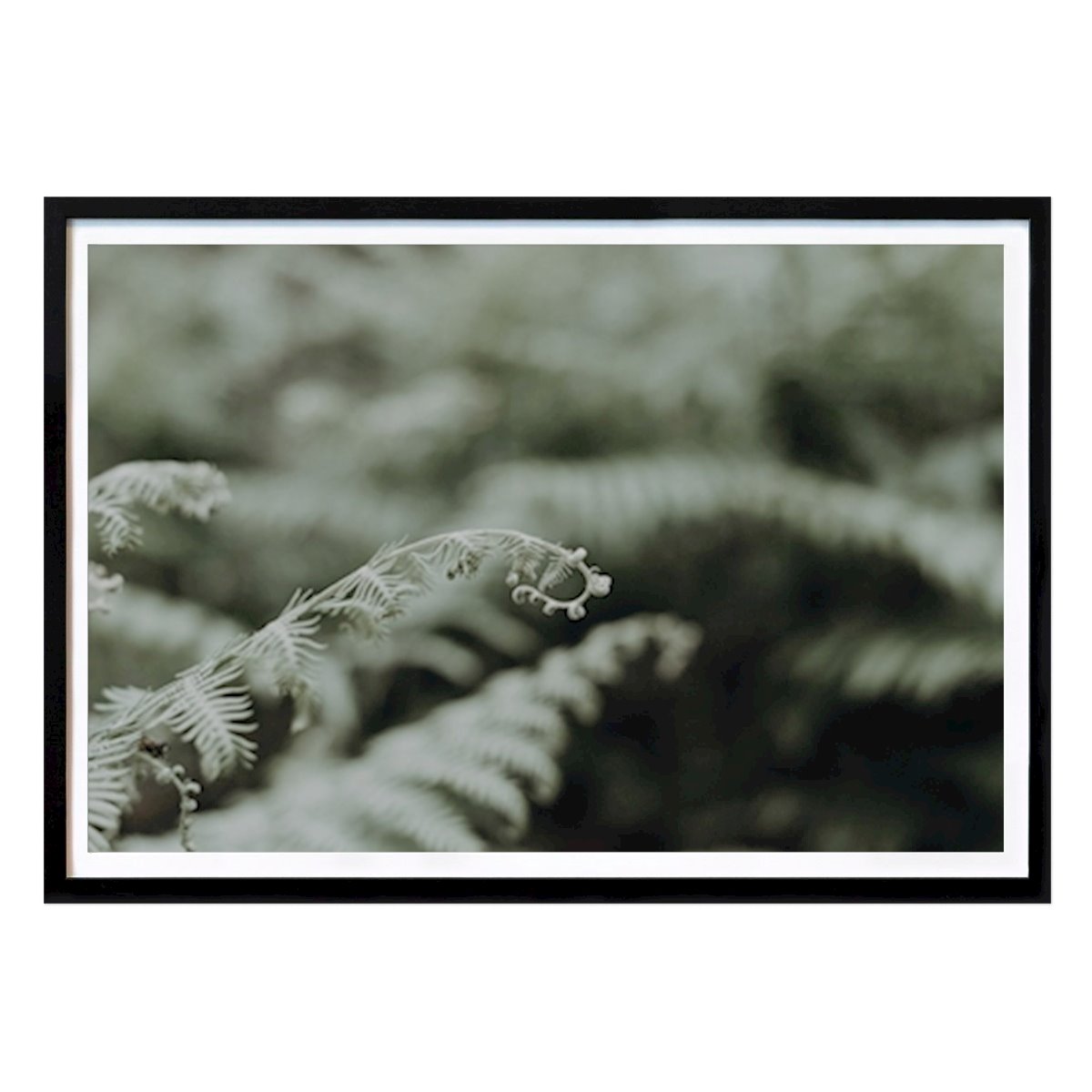 Fleurs & Plantes Affiche: Fougère par By_m