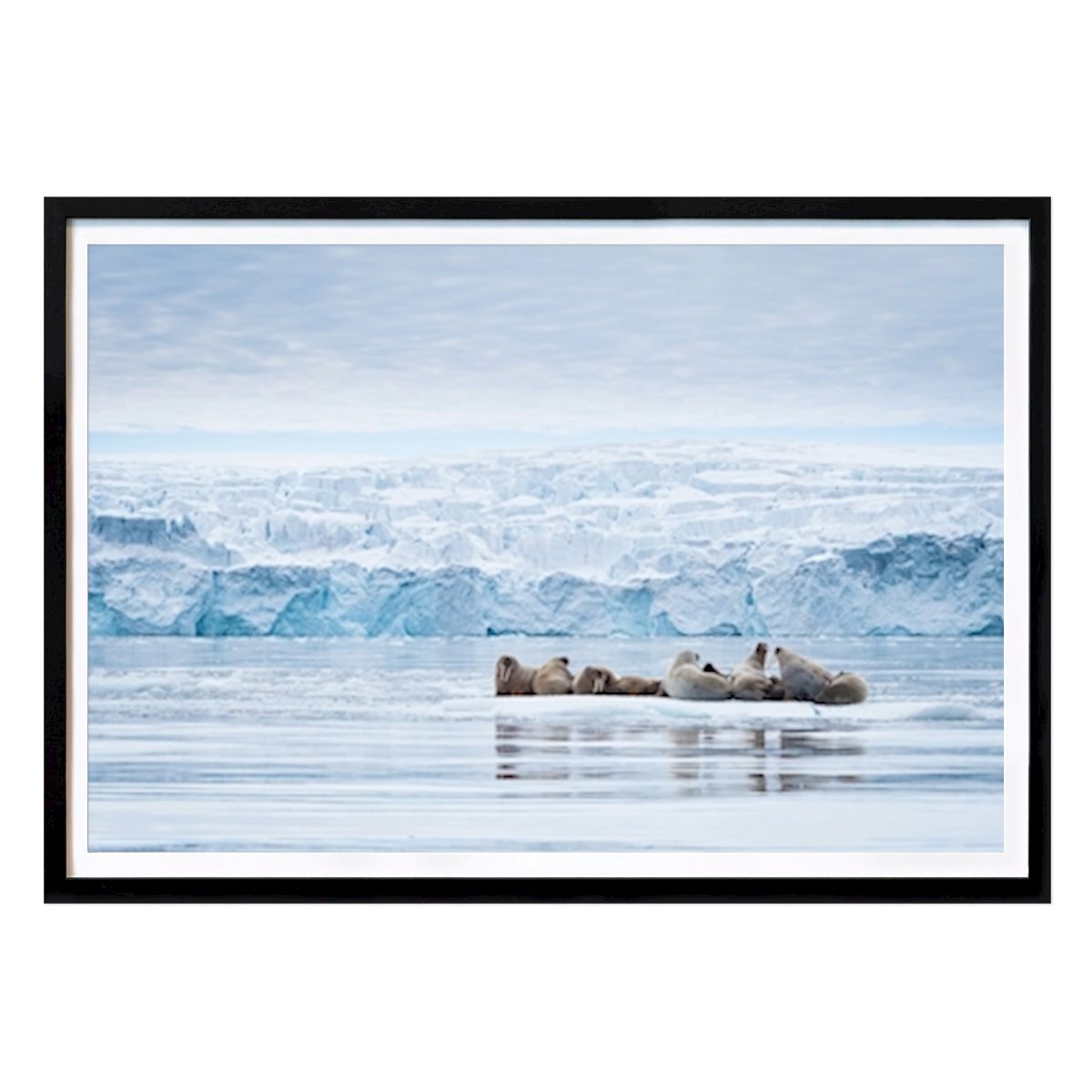 Kitchen Poster: Walrus by Adam Rheborg