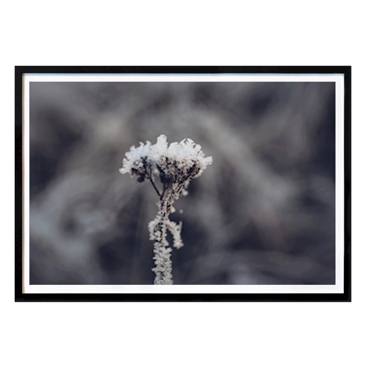 Blume mit Frost bedeckt Poster von Åsa Kjörling – Blumen & Pflanzen Wandbild – Printler