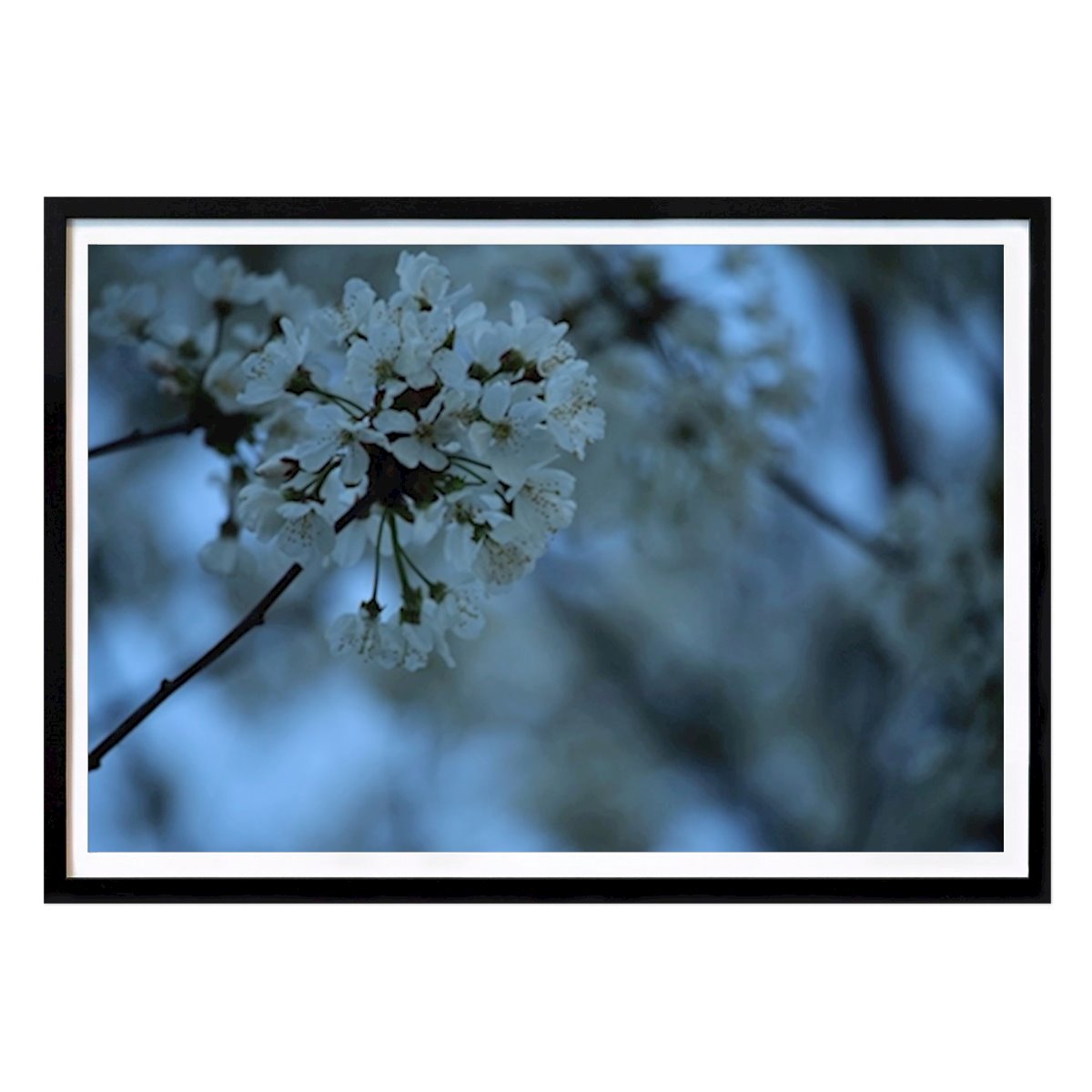 Natura Poster: Fiori bianchi di Marie Björklund