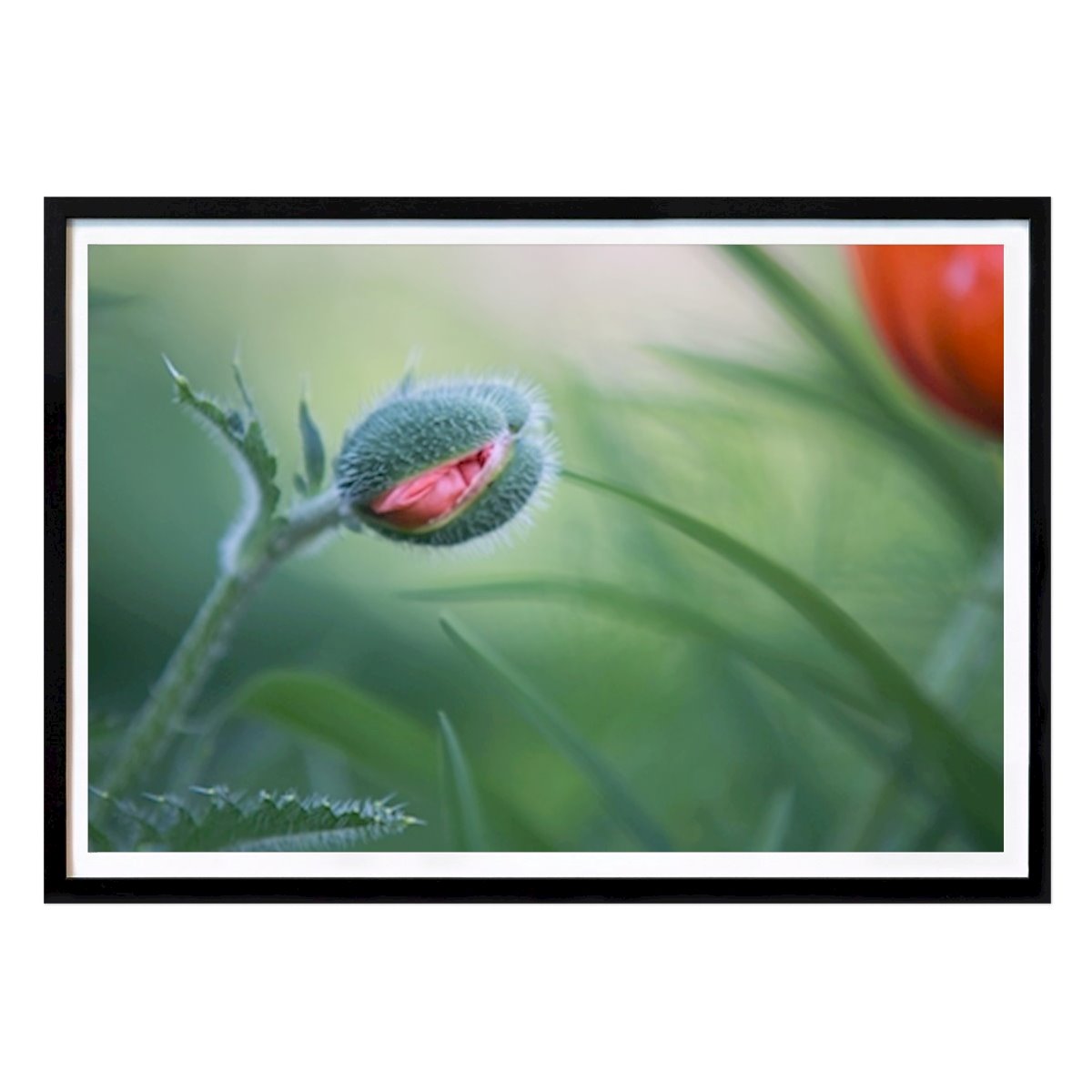 Natur Poster: Mangel an Mohnknospe von Maria Berg