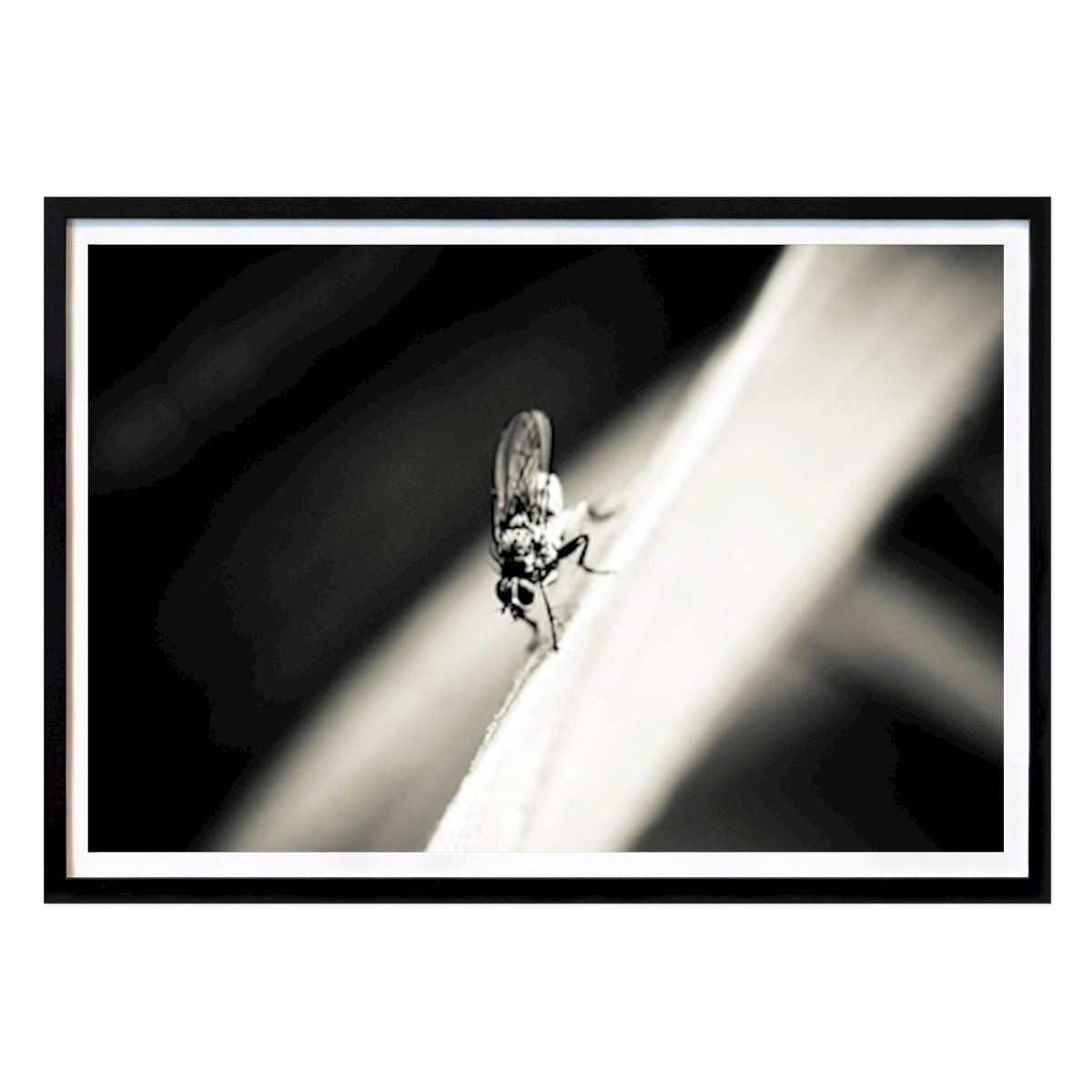 Nature Poster: Fly by Saskia Hos