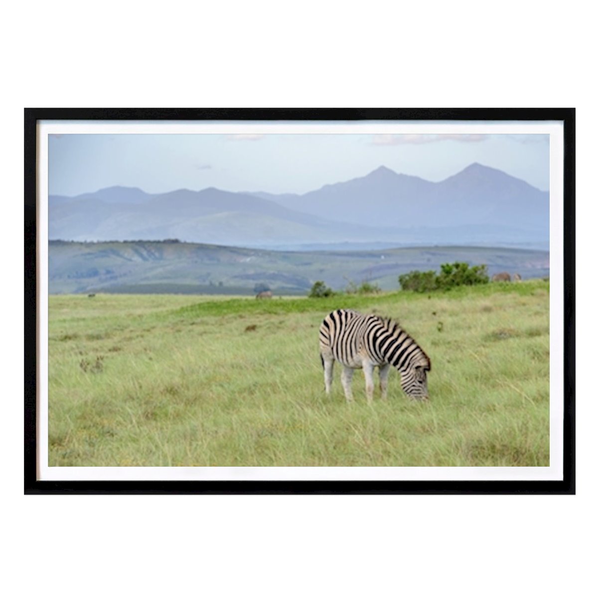 Blumen & Pflanzen Poster: Zebra von Fredrik Karlsson
