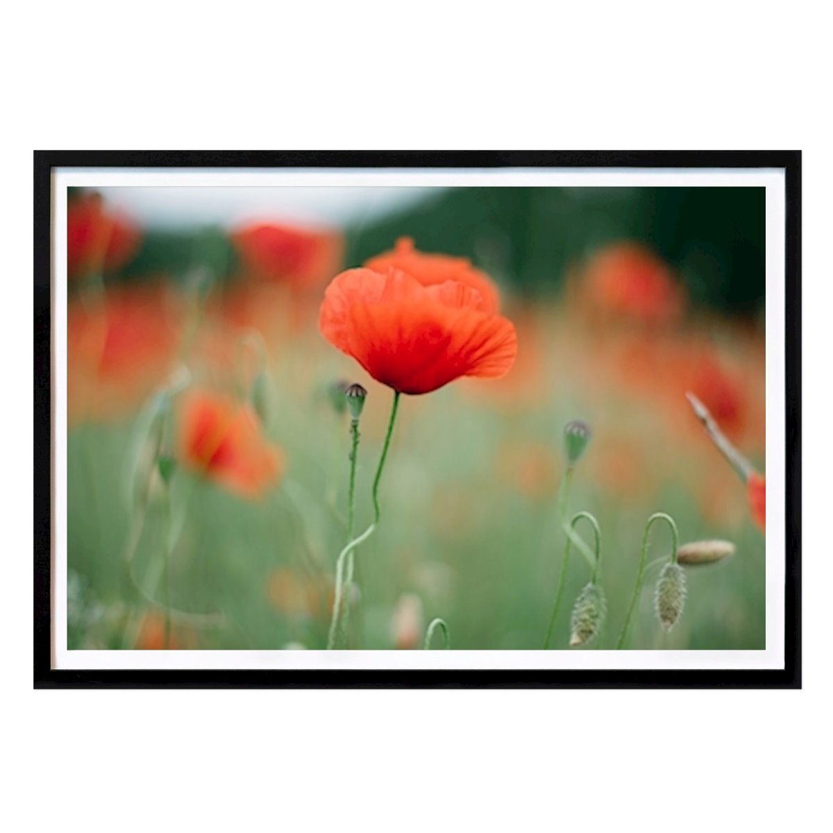 Flores & Plantas Póster: Vallmo de Charlotta Lingwall