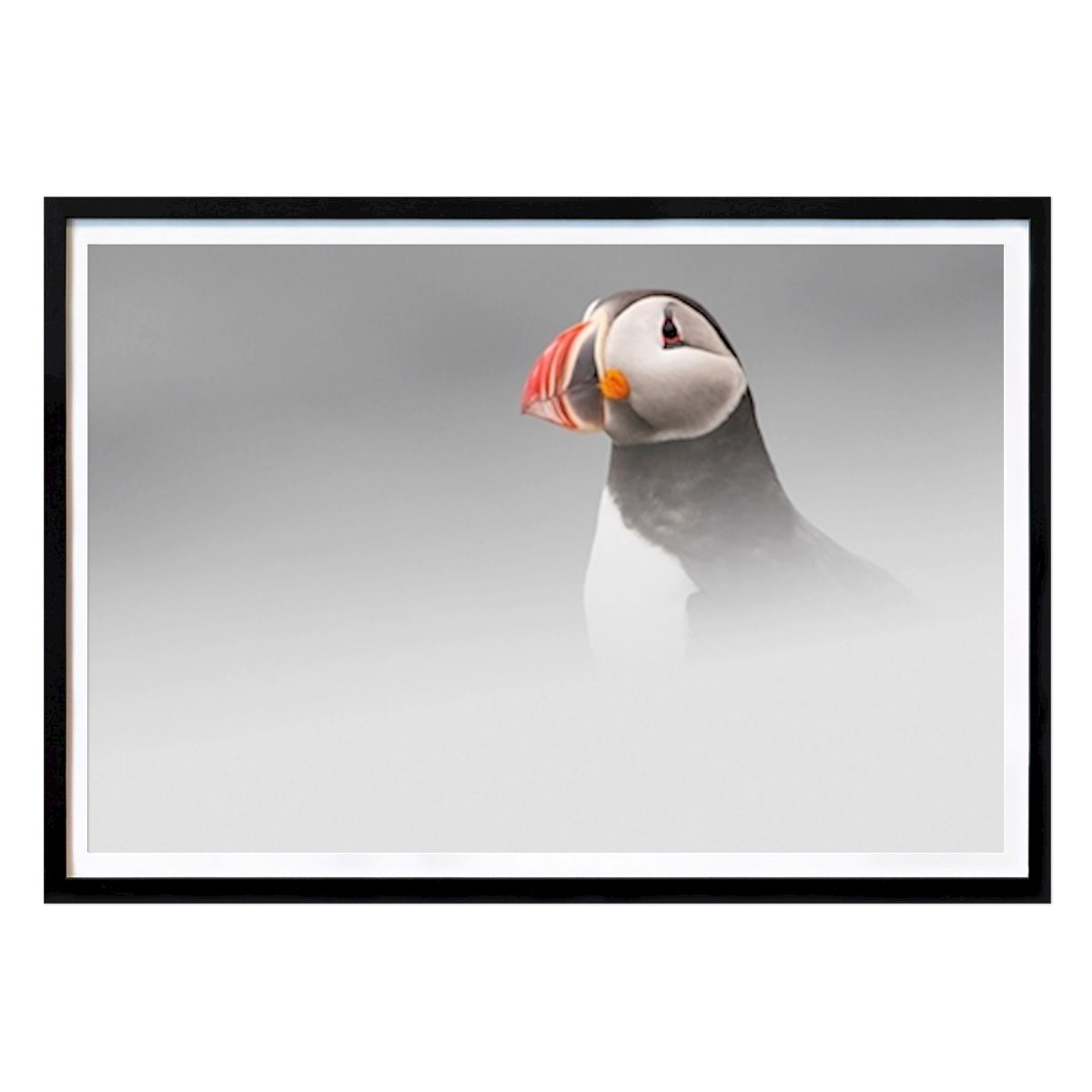 Animals Poster: Puffin in snow by Mikael Johansson