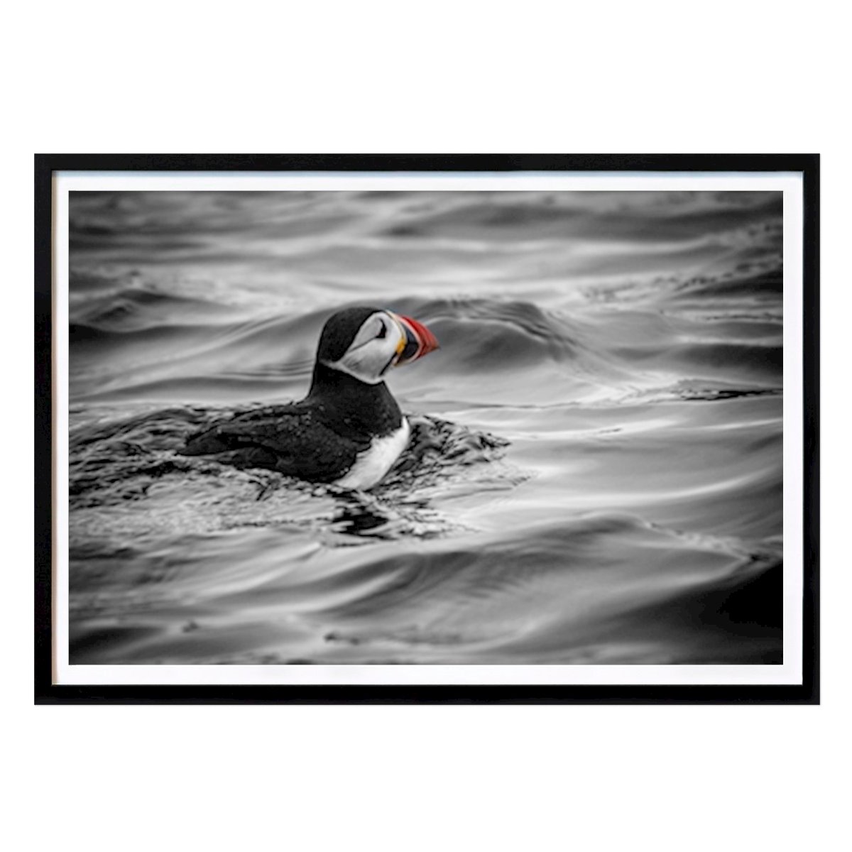 Villes & Pays Affiche: Perroquet de la mer par Siv-Helen Alterskjær