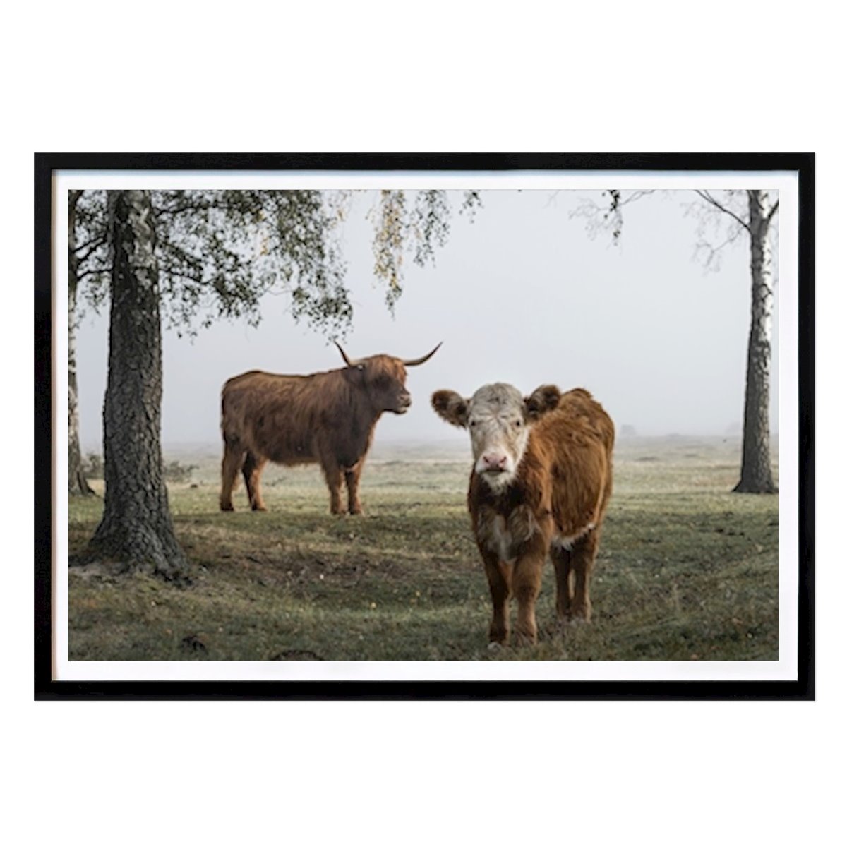 Kids Room Poster: Cattle by Johan Hult