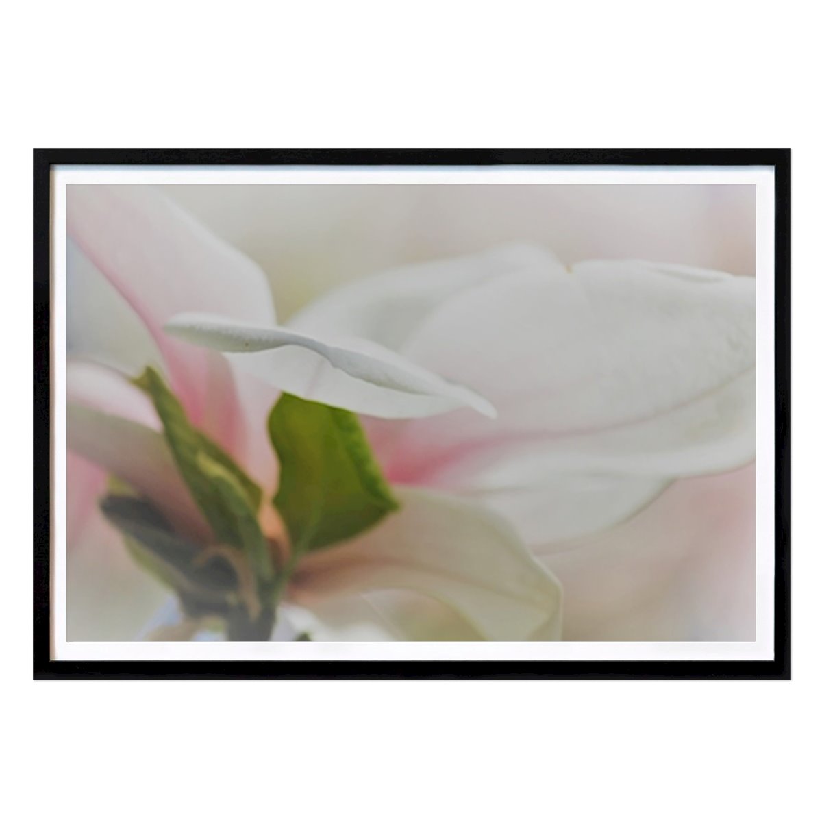 Botaniske Plakat: Magnolia av Ulrika Palmér