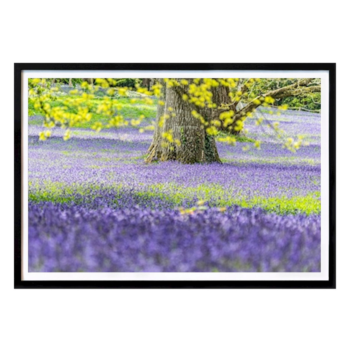 Djur Poster: Bluebell skog av Gavin Swonnell