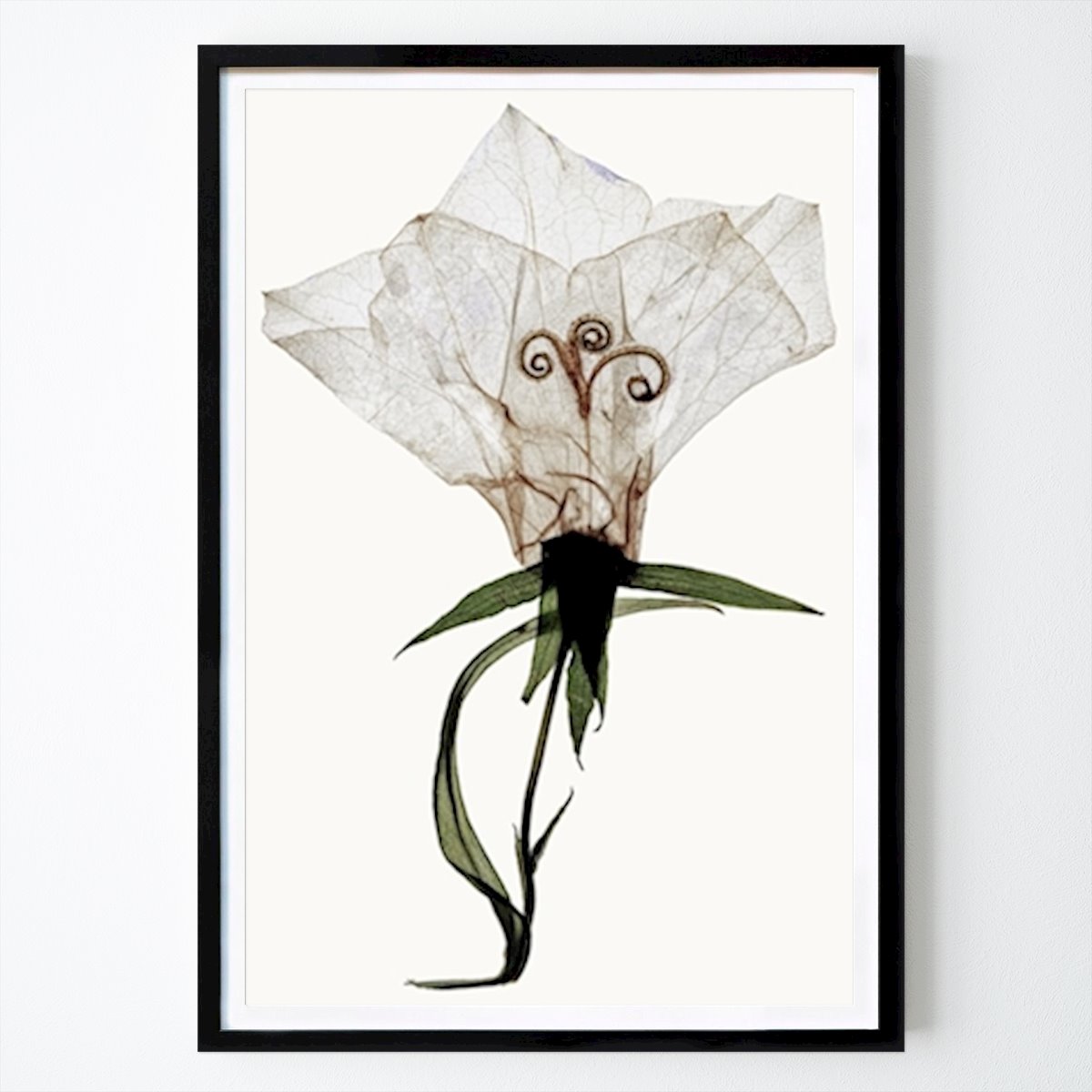 Botanisch Poster: Wit horloge van Ylva Wikström