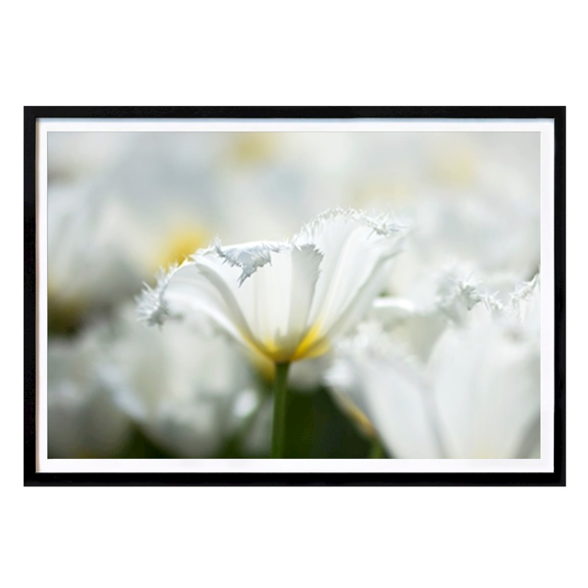 Flores & Plantas Poster: Flores brancas de Hamed Fathi