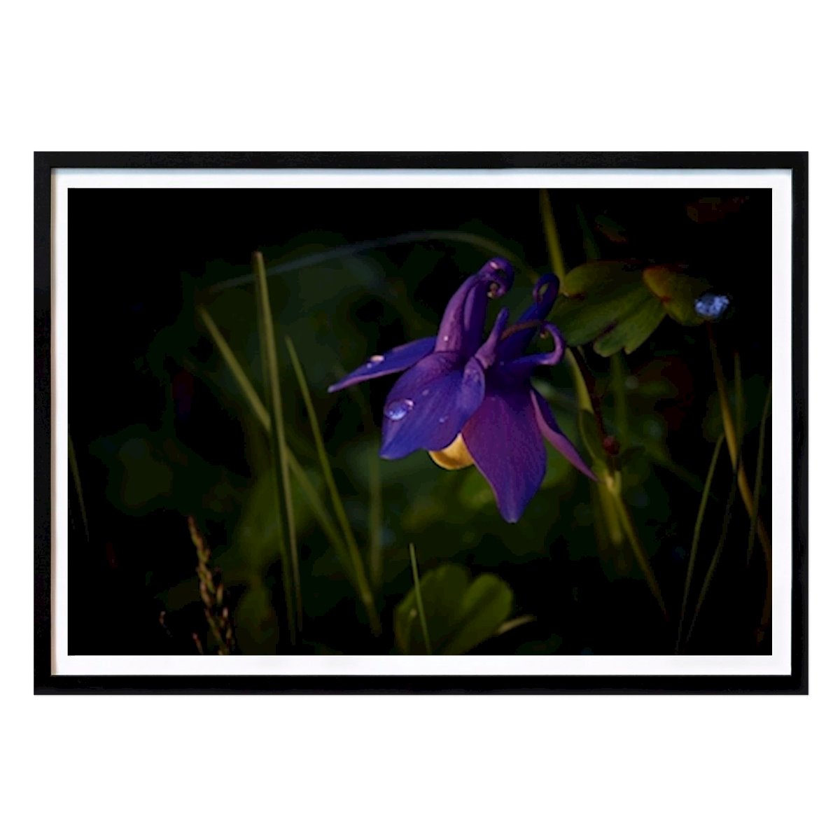 Blumen & Pflanzen Poster: Akleja bei Sonnenuntergang von Robert Fjällborg