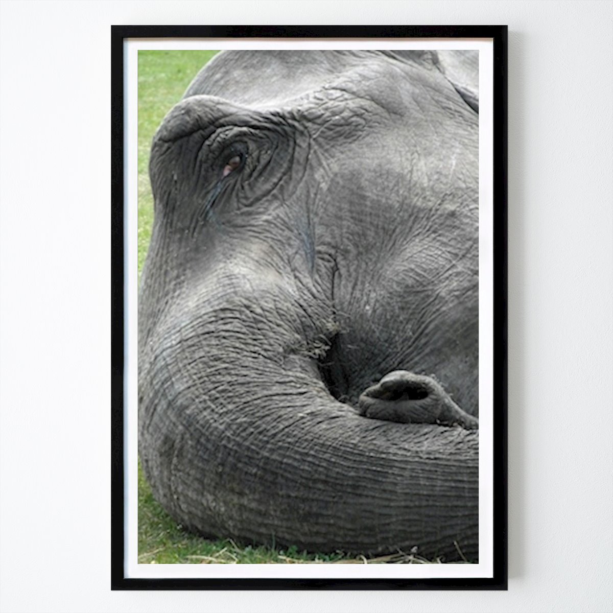 Animal Affiche: Éléphant par Camilla Hansson