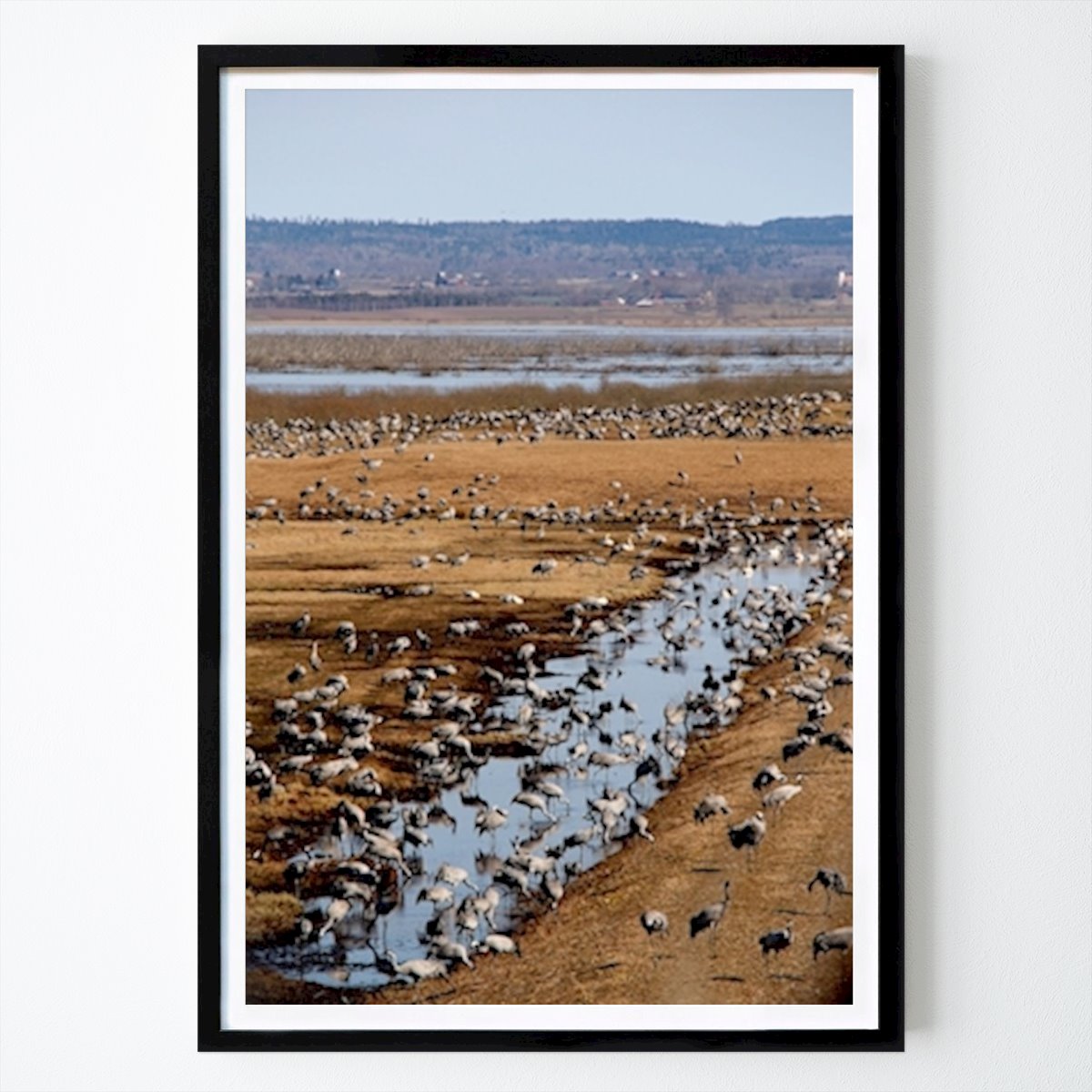 Animals Poster: Common crane by Josephine Dahlqvist