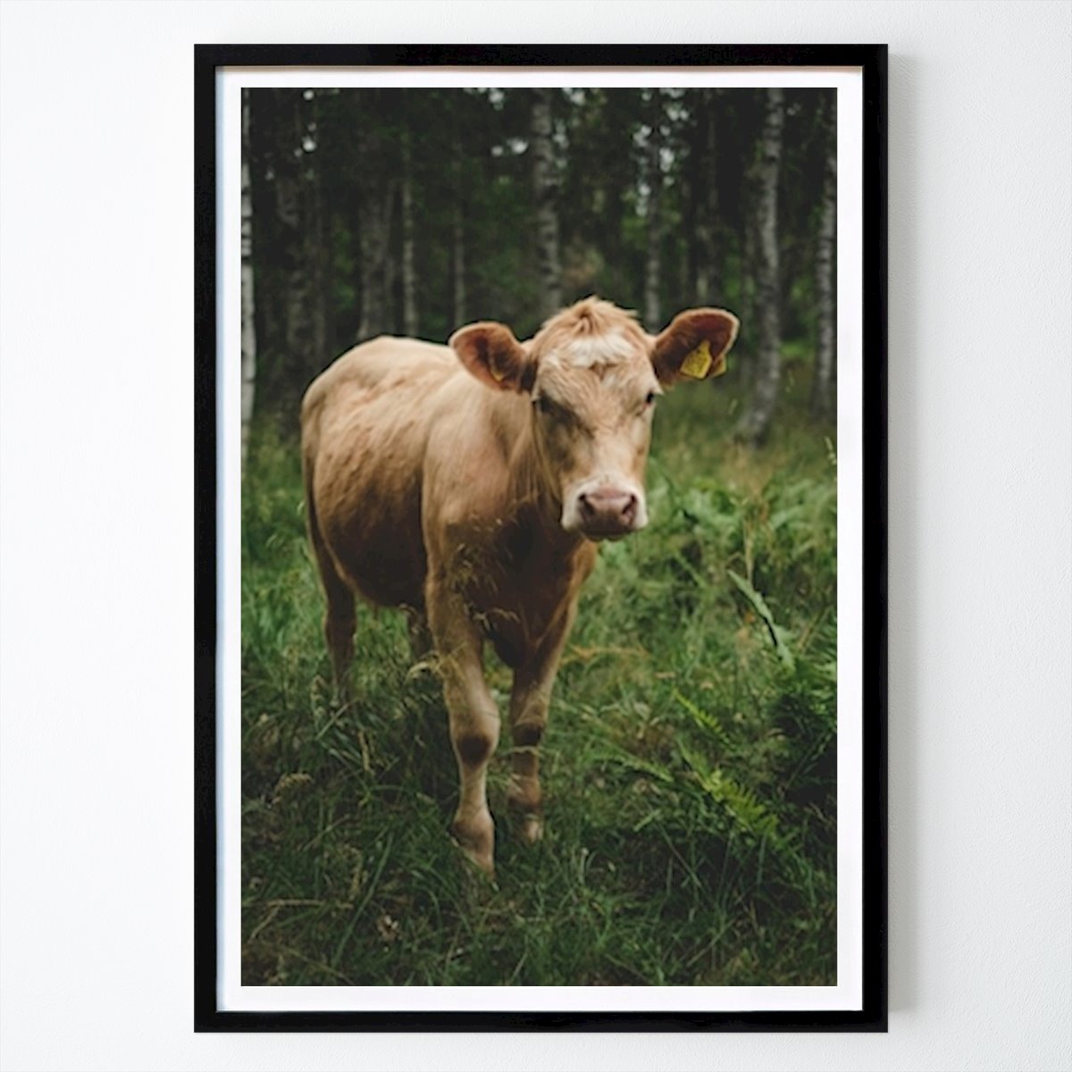 Hobby Poster: A cow in the forest by Joel Andersson