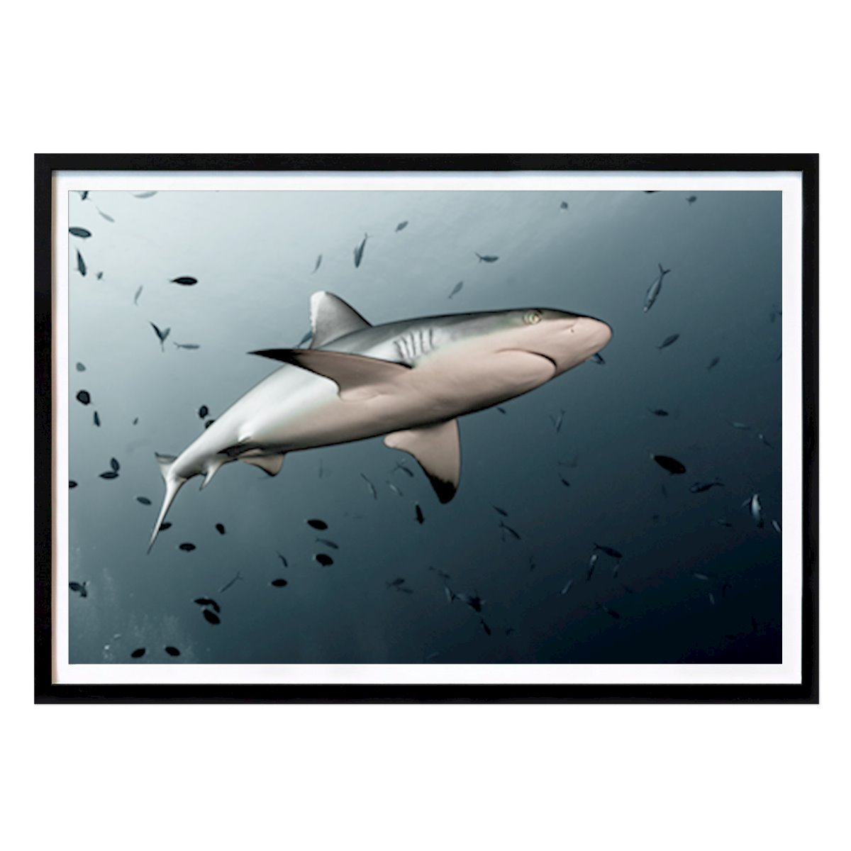Tier Poster: Hai rund von Nicolas Descriaux