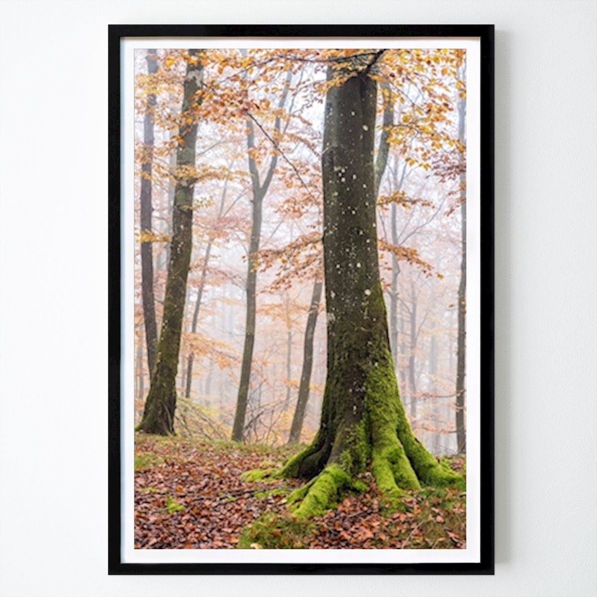 Natur Plakat: Bøkskog i høstfarger av Gert Olsson