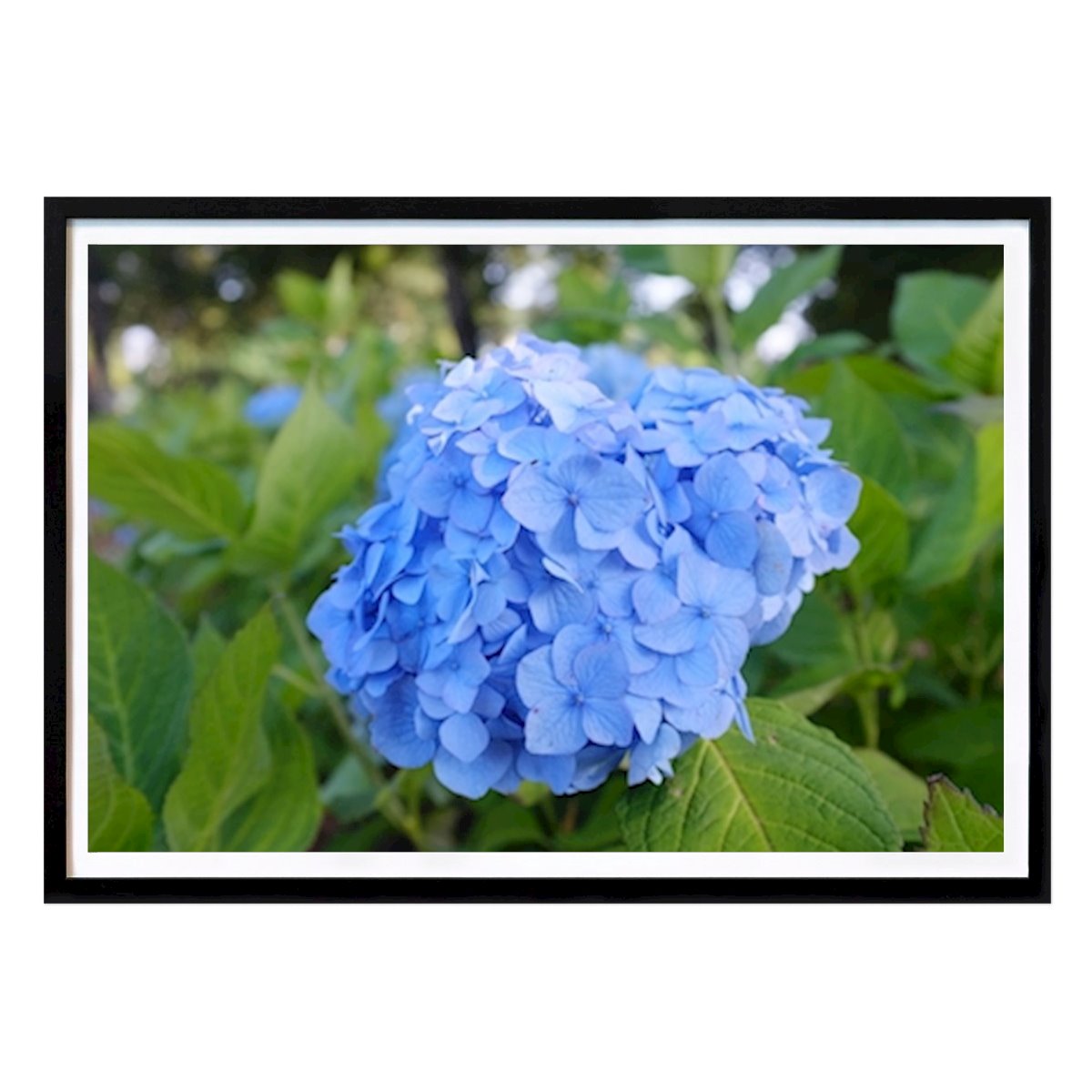 Animal Affiche: Hortensia par Ulrika Nordlund