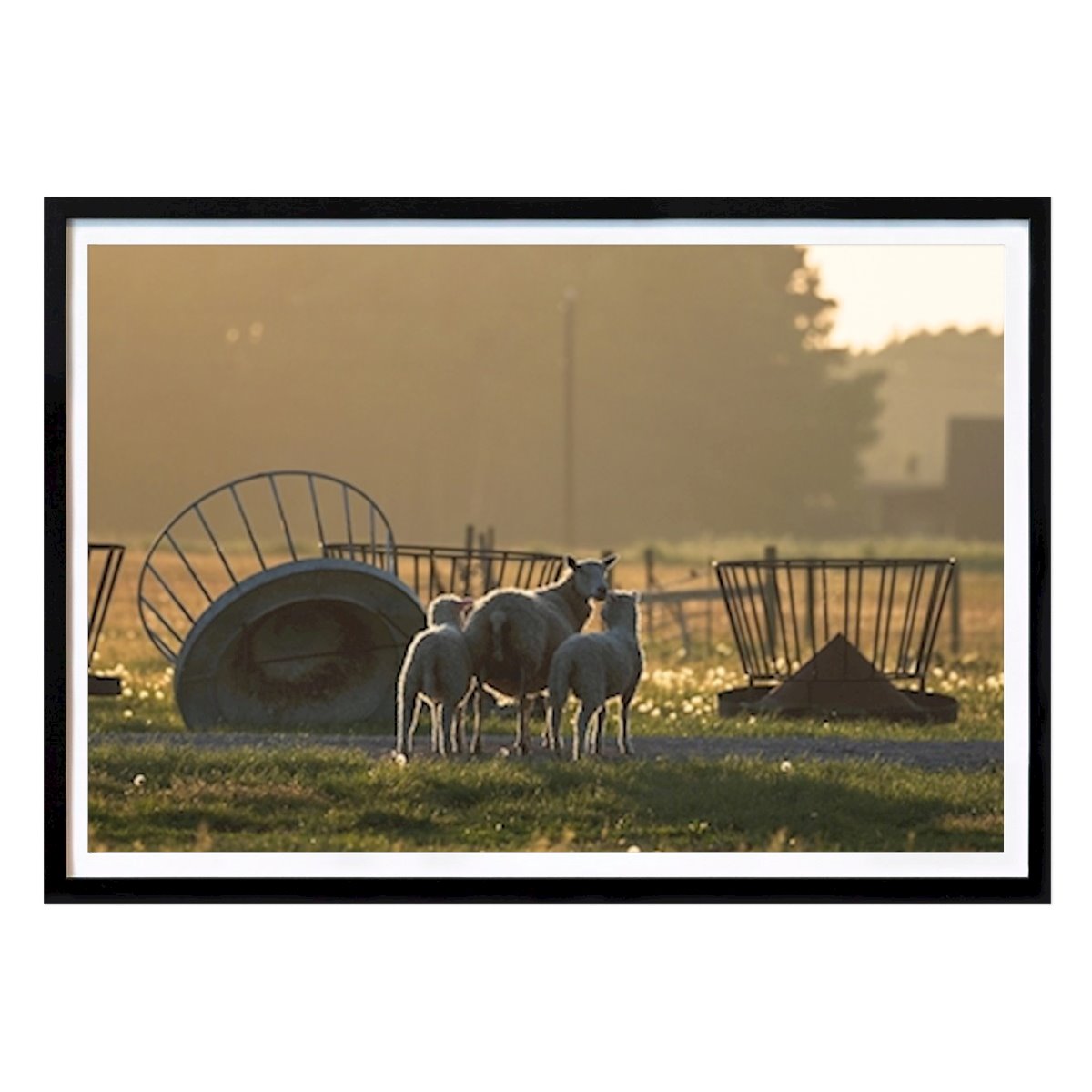 Places & Cities Poster: Sheep by Pavel Maira
