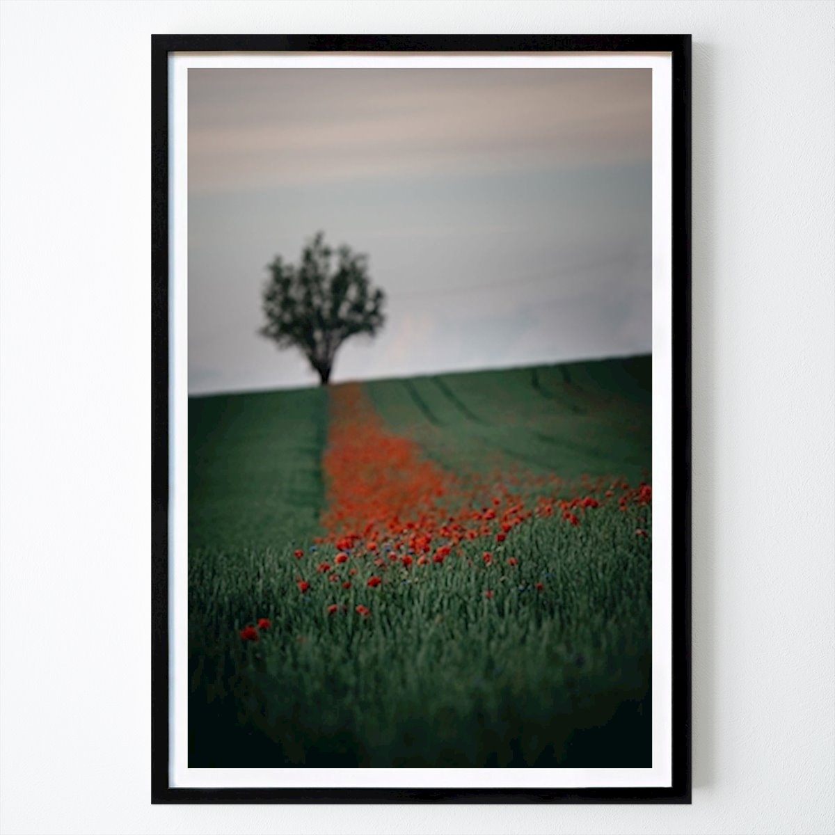 Botaniske Plakat: Valmue-feltet av Erik Lindblad