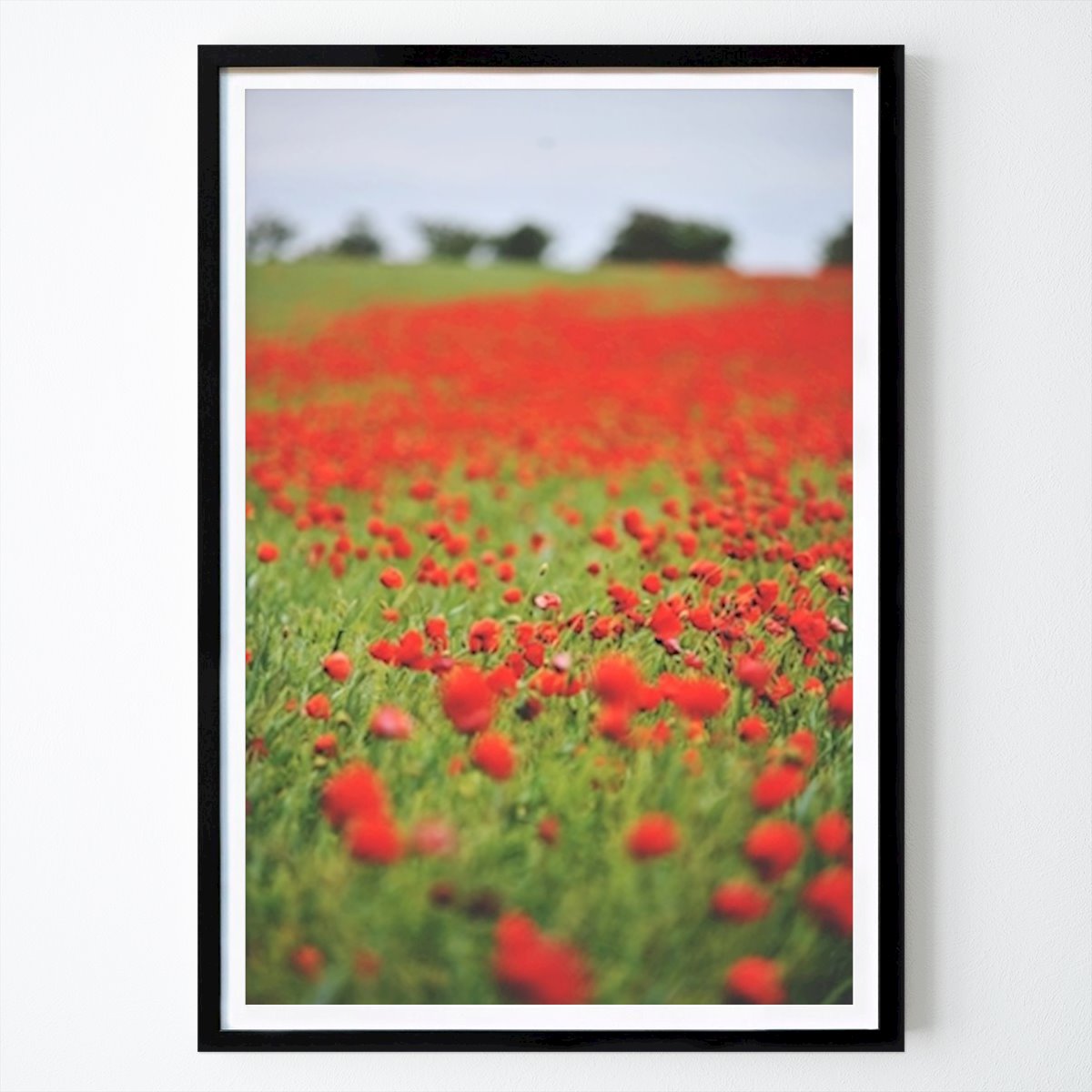 Gotland Botaniske Plakat: Valmue av Malin Wijk