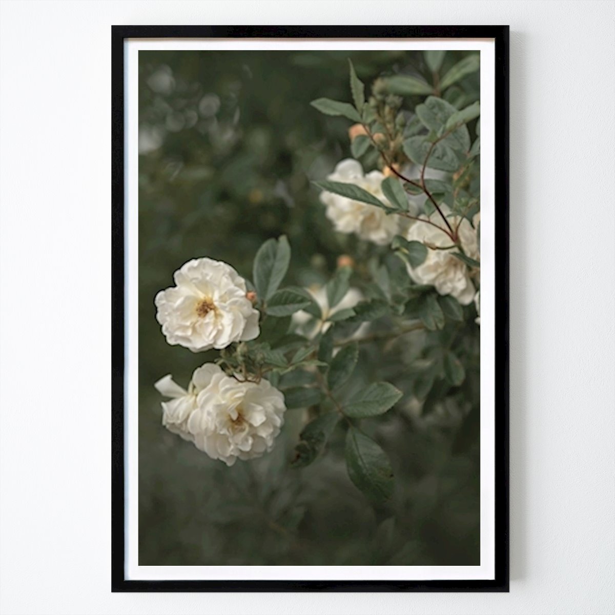 Botanisk Poster: Ljusgula rosor av Carina Lundgren