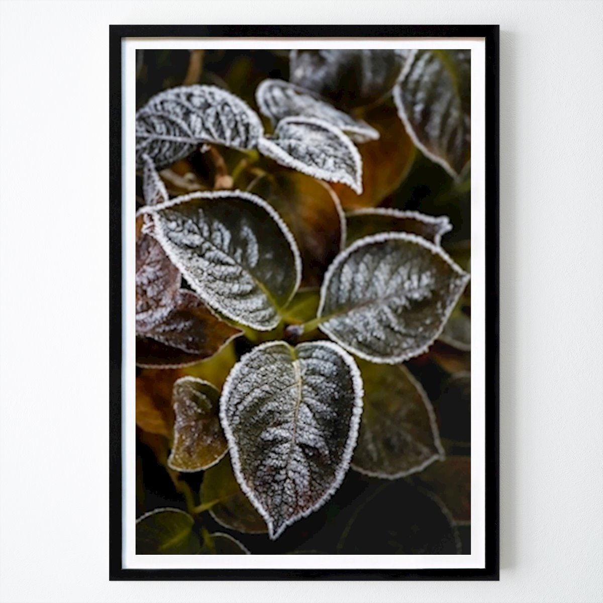 Fiori & Piante Poster: Collezione di fiori gelidi 2 di Helena Bengtsson - Nenze Photography