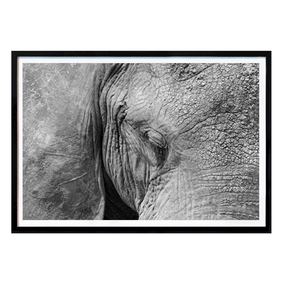 Schwarz-Weiß Poster: Elefant von Daniel Lamborn