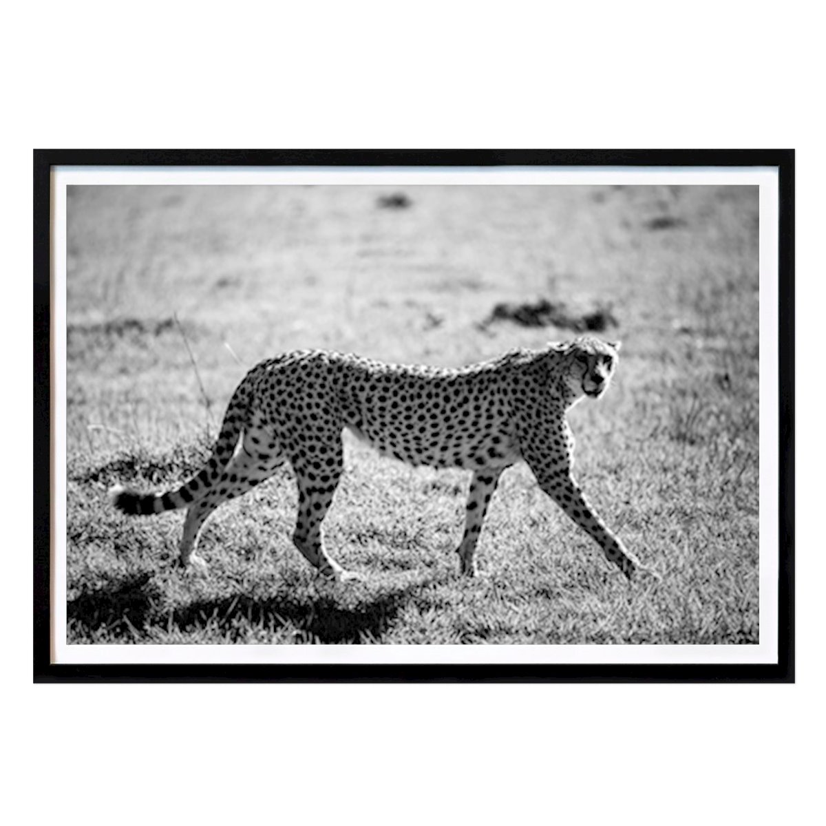 Black & White Poster: Black And White Chita by Dimitar Chilov