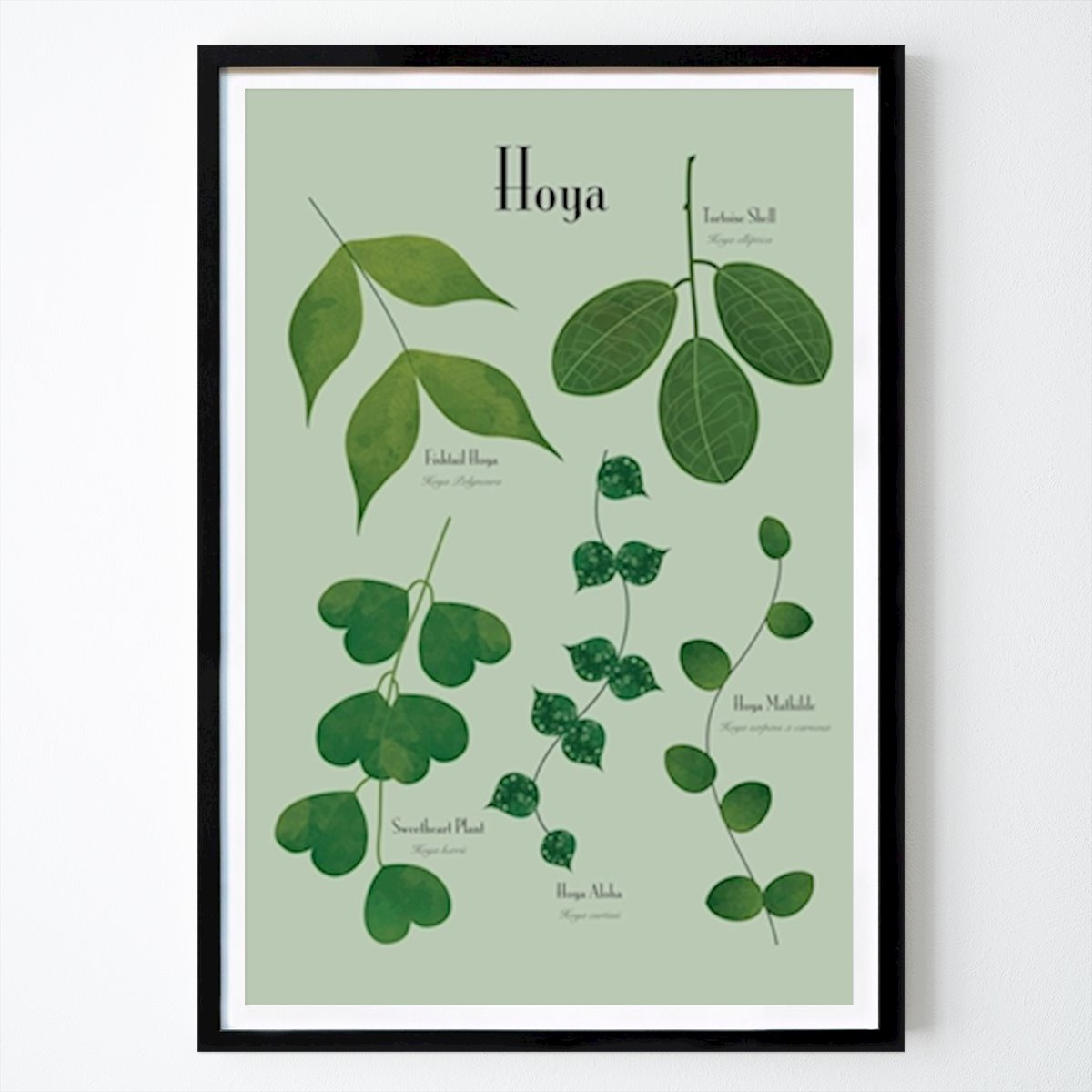 Fiori & Piante Poster: Porslinsblomma di Irina Balog
