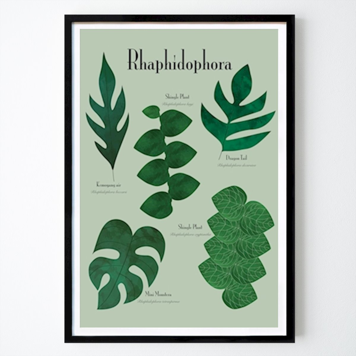 Blumen & Pflanzen Poster: Rhaphidophora von Irina Balog