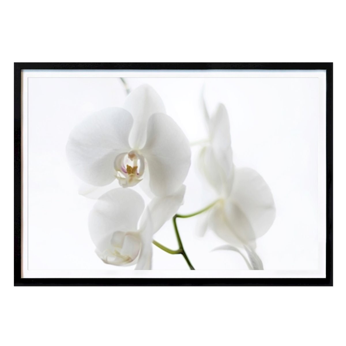 Blomster & Planter Plakat: Orkidé av Siv Domeij