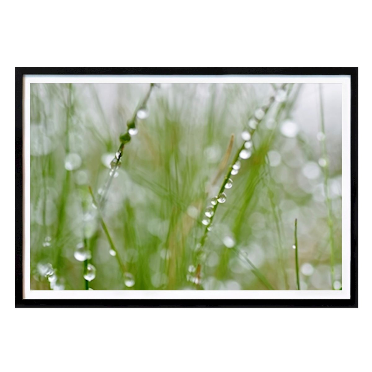 Botaniske Plakat: Vanndråper på strå av Thor Åmli