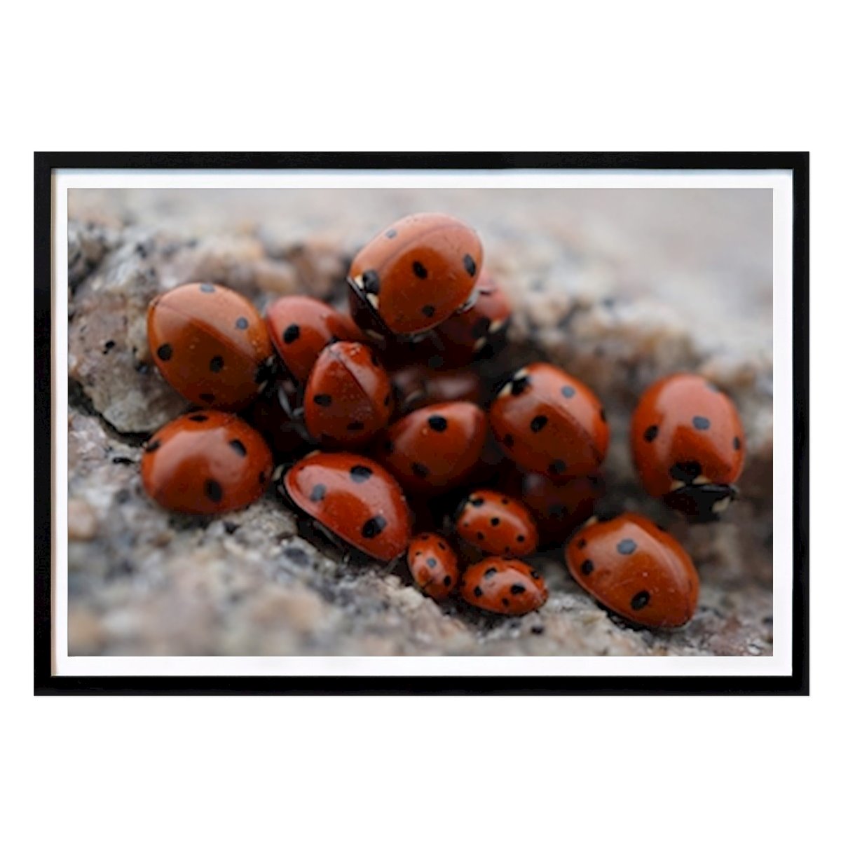 Djur Poster: Nyckelpigor av Patrik Rosenfeld