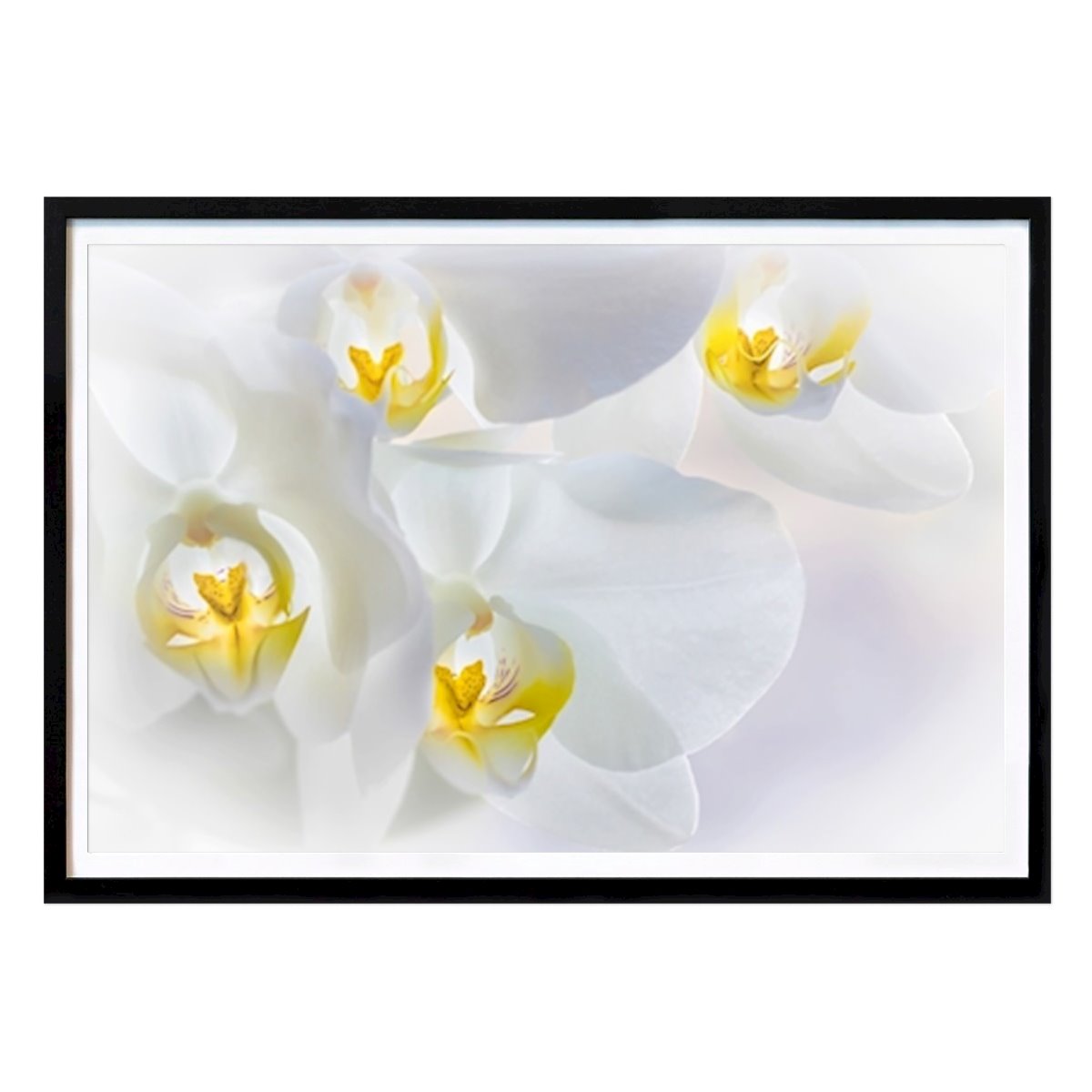 Květiny & Rostliny Plakát: Orkidèer od Veronica Forsberg