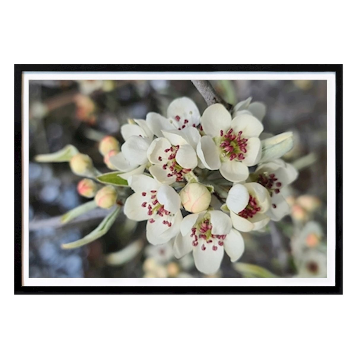Nature Poster: Spring is here by Gunilla Wall
