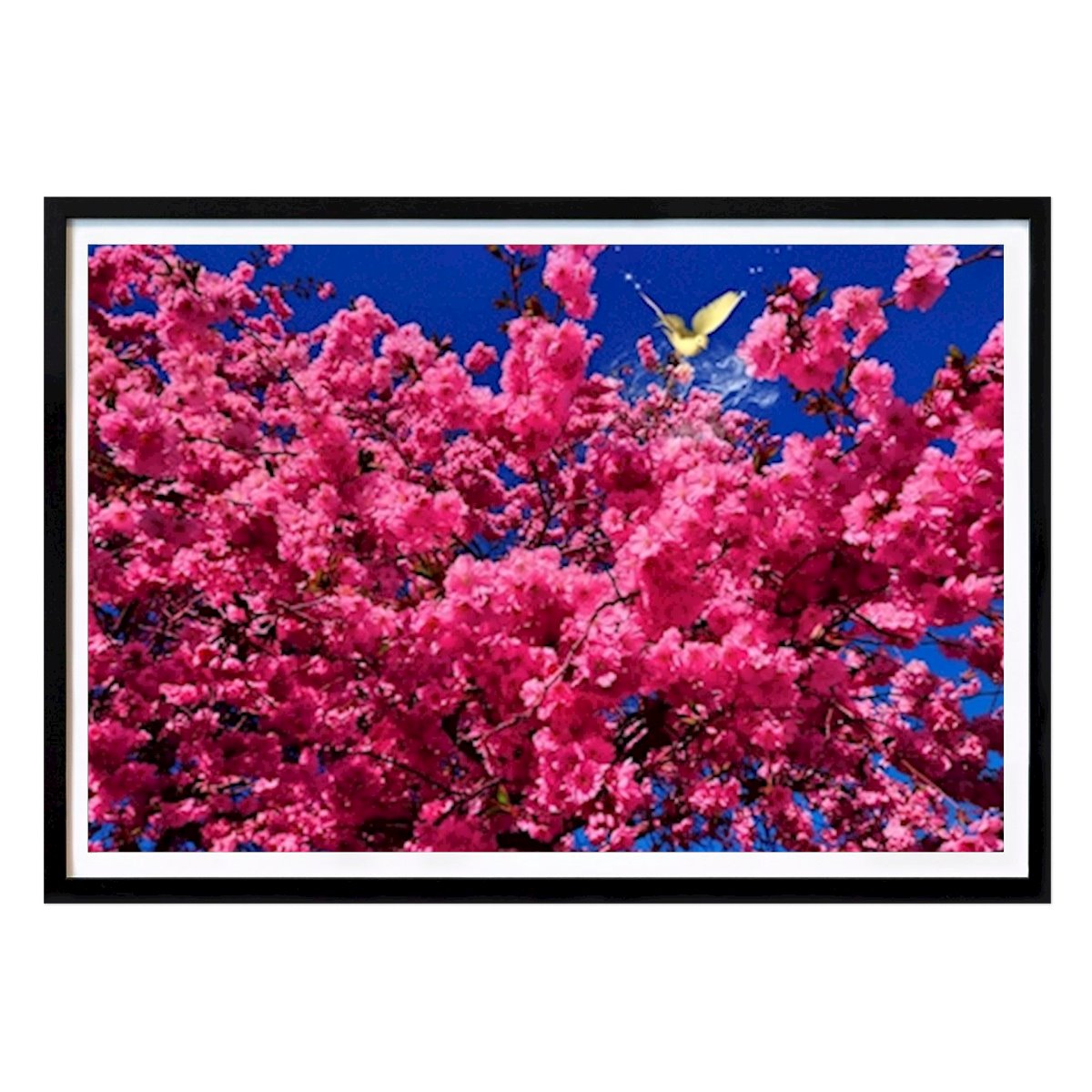 Zwierzę Plakat: Nangijala • autorstwa Sophia Silva