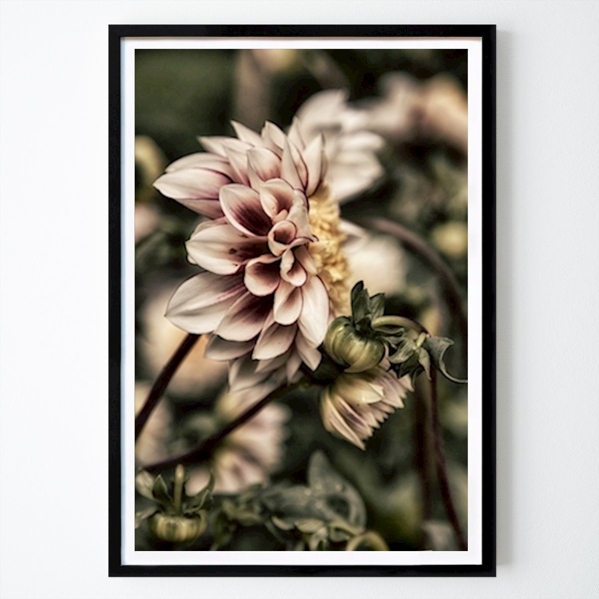 Botanisk Poster: Dahlian av Eva Thordstein