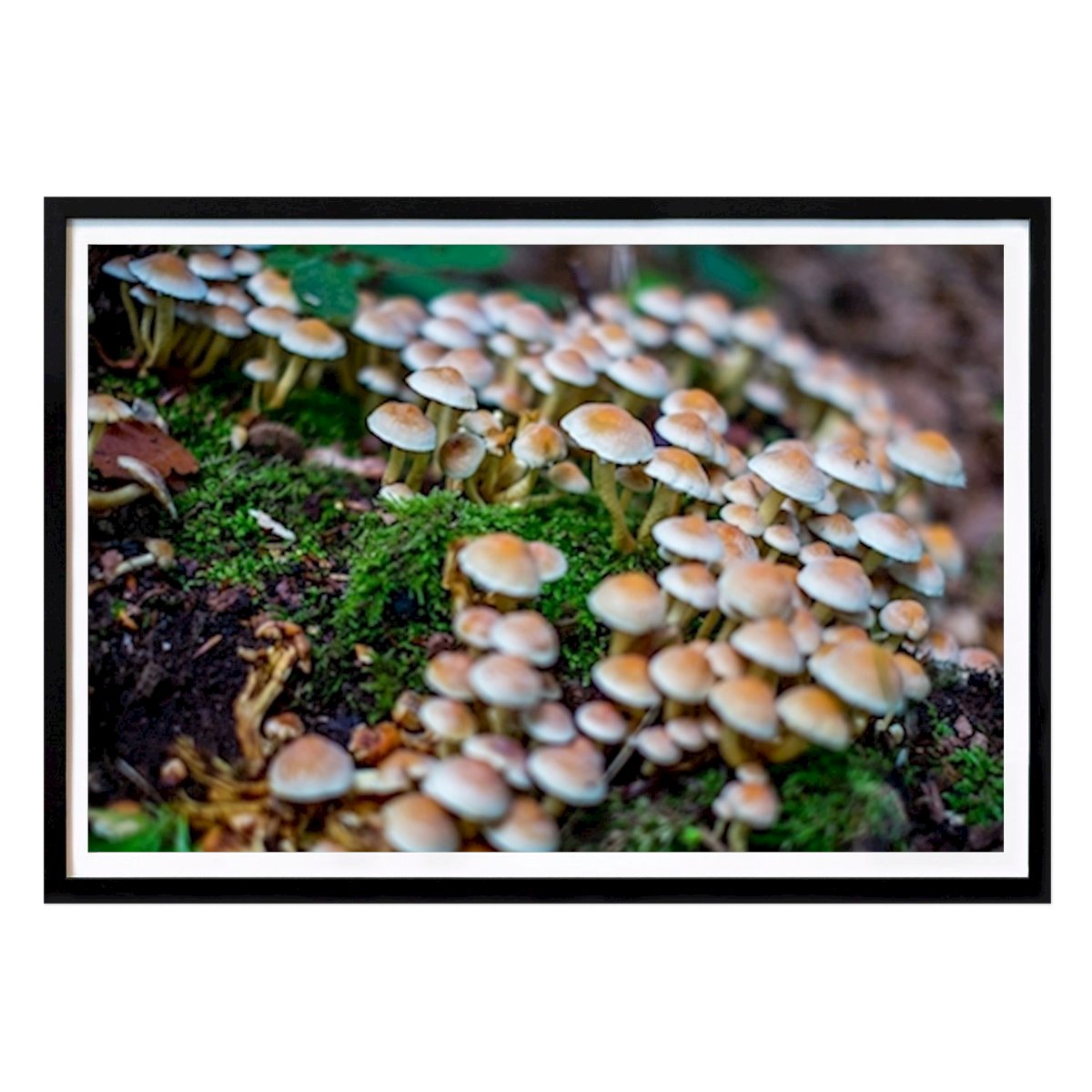 Natur Plakat: Svampe IV av Sjur Lohne