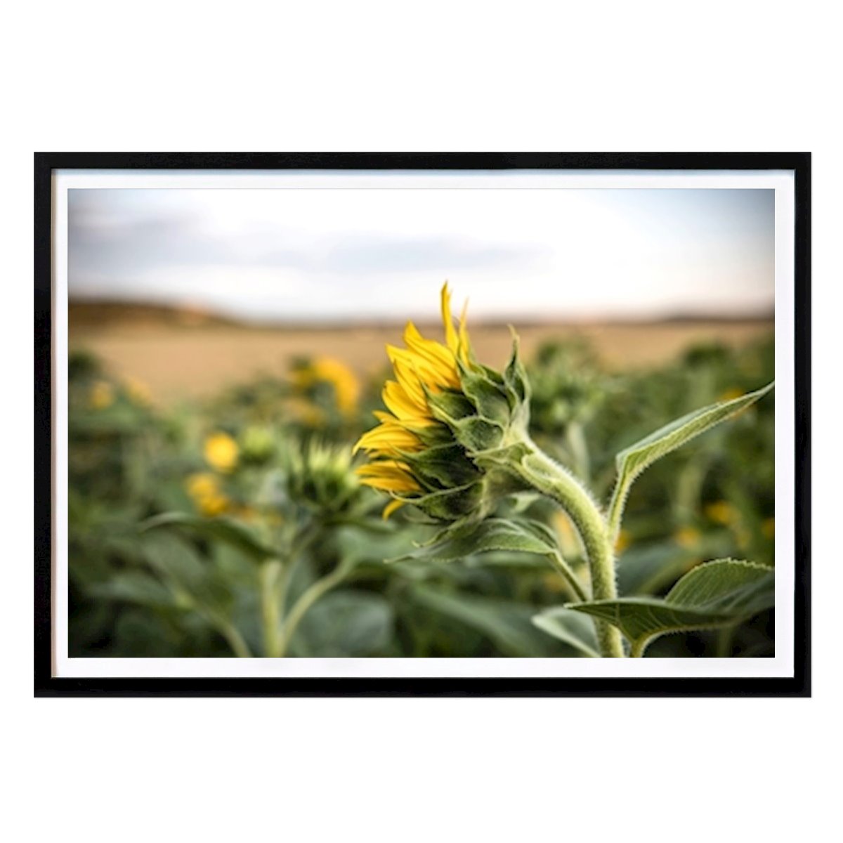 Botanical Poster: Sunflower by Anne Flach
